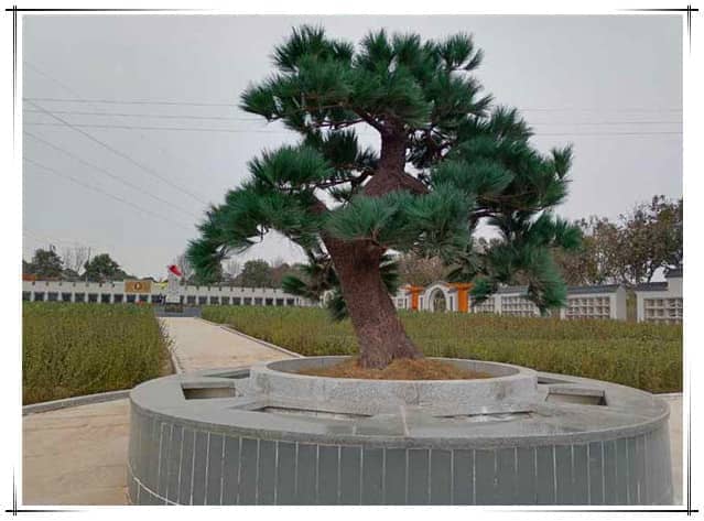 西安漢皇樹葬園合理地安葬逝者，并盡量節(jié)約土地資源