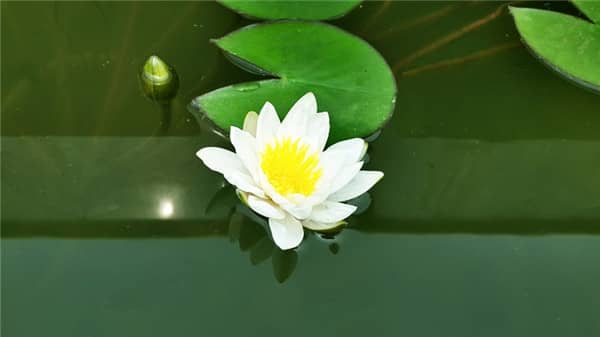 西安壽陽山墓園在綠化養(yǎng)護(hù)方面有哪些具體措施，以確保園區(qū)的自然生態(tài)景觀？