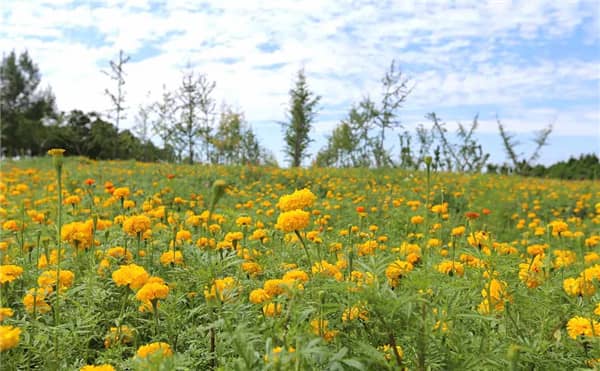 西安壽陽山公墓路線怎么走，寧靜安詳?shù)木坝^陵園