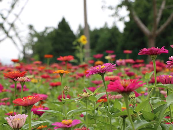 西安壽陽山墓園如何體現(xiàn)節(jié)地生態(tài)葬的理念，并在此基礎(chǔ)上實現(xiàn)生命的永恒與自然和諧？