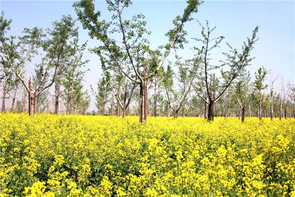 西安長(zhǎng)安區(qū)壽陽(yáng)山墓園售價(jià)，選擇我們