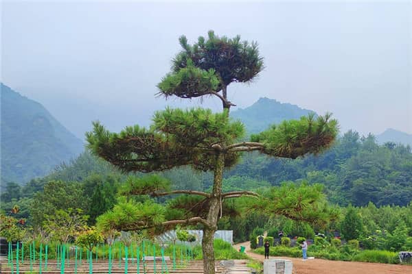 在選擇西安九龍山公墓的立碑葬式時，家屬應(yīng)該考慮哪些因素？