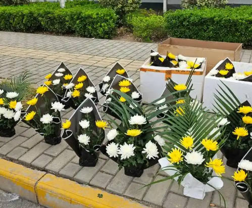 公墓二排六號好不好？